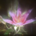MBS waterscreen flower MBS waterscreen flower