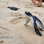 Baby turtle returning to sea - intercontinental bal