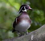 Carolina Wood Duck (Credit Jimmy Chan)