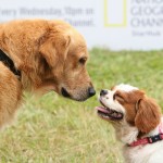 National Geographic Channel Free Pet Shop 1 National Geographic Channel Free Pet Shop 1
