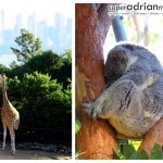 Sydney Taronga Zoo
