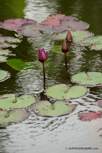 Lotus ponds at Pullman Sanya Yalong Bay Resort and Spa, China