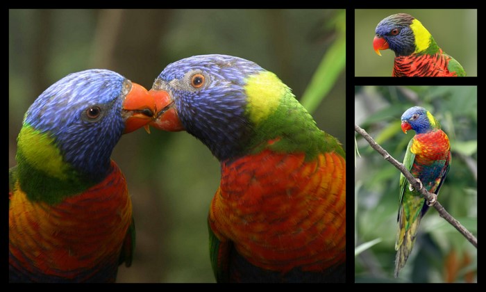 Jurong Bird Park Rainbow Lories