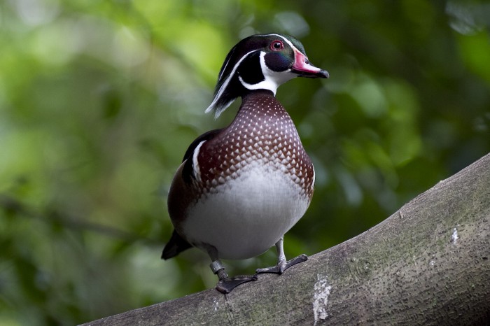Carolina wood duck - Jimmy Chan (Picture The Colour)