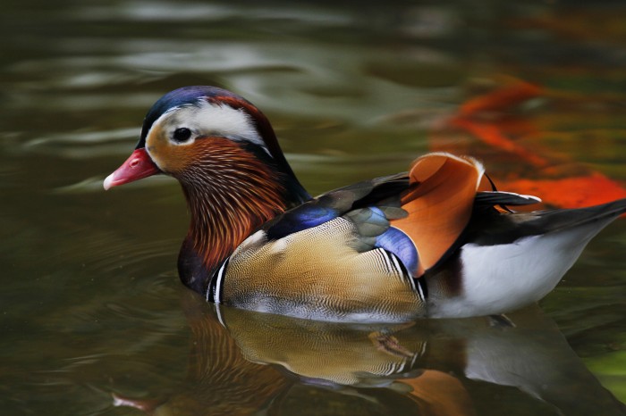 Mandarin Duck - Wildlife Reserves Singapore