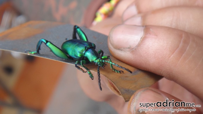 Original - Close Up shot of a beetle in Phuket, Thailand