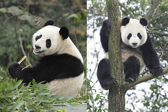 Giant Pandas Jia Jia and Kai Kai 
