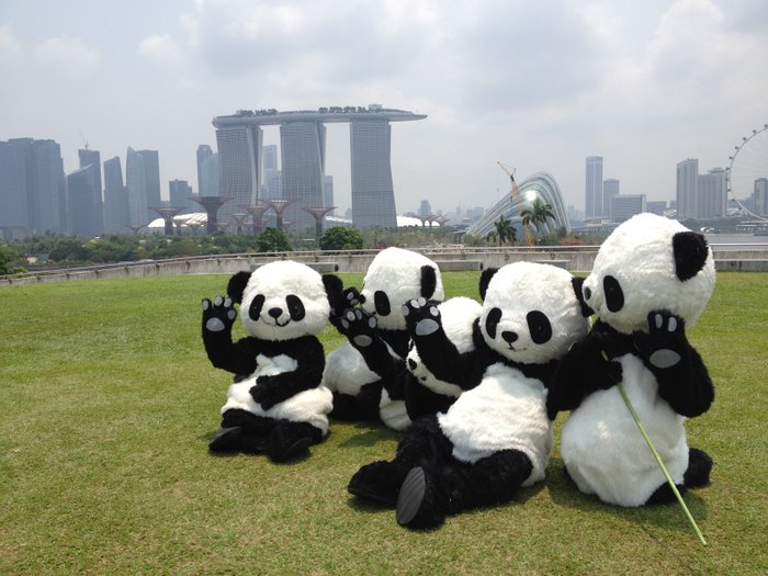 Pandas Spotted on Marina Barrage - Chengdu Pambassador