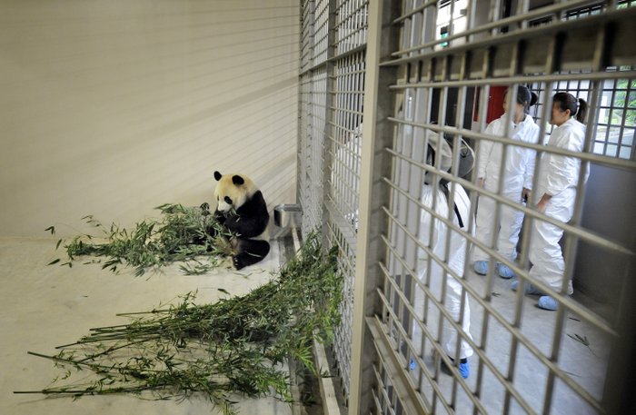 Kai Kai eating bamboo shoots from China and acclimatizing to his new den. (Photo Credit: Wildlife Reserve Singapore)