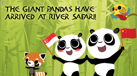 Giant Pandas Jia Jia and Kai Kai have arrived at River Safari