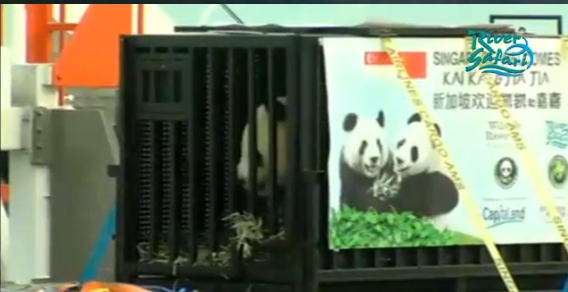 One of the two Pandas at Changi Airport after disembarking from SQ7168