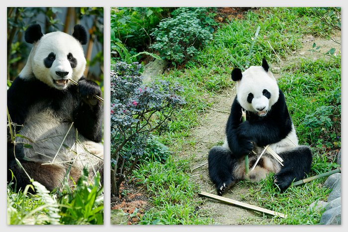 Giant pandas Kai Kai (left) and Jia Jia (right) are adapting well to their new home at the Giant Panda Forest. PHOTO CREDITS: WILDLIFE RESERVES SINGAPORE